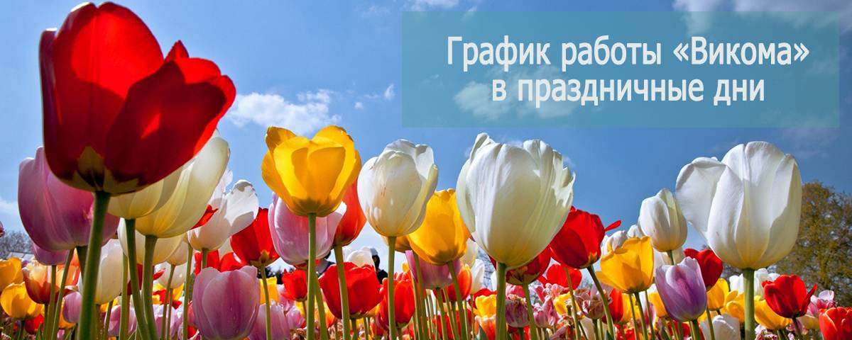 Праздничный график «Викома» фото тюльпанов